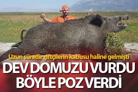 Avcı dev domuzu vurdu, çiftçiler rahat nefes aldı