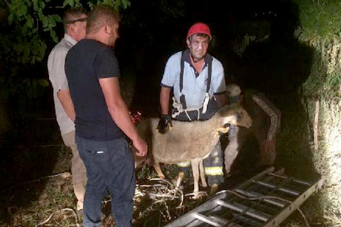 Kuyuya düşen koyunu, itfaiye kurtardı