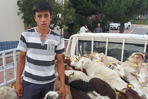 Genç çiftçilere keçi desteği