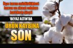 Pamuk hasadında ürün kaybına son