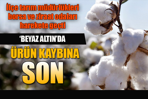 Pamuk hasadında ürün kaybına son