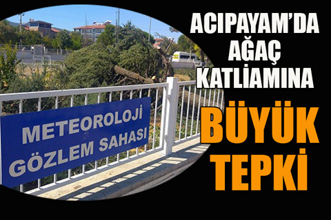 Acıpayam’da yeşil ve yaş ağaçların kesilmesi büyük tepki çekti