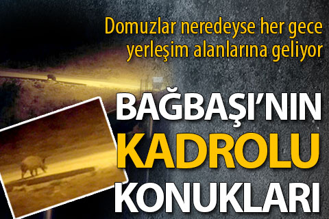 Domuzlar Bağbaşı’nı mesken tuttu