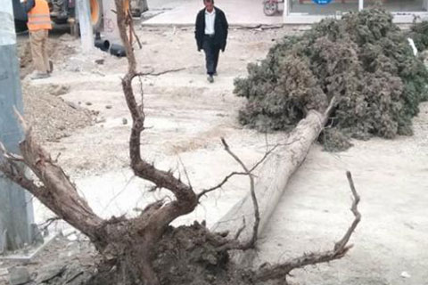 Çivril’de ağaç devrildi, korku dolu anlar yaşandı