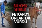 FETÖ soruşturmasında el konan at ve köpek ihaleyle satıldı