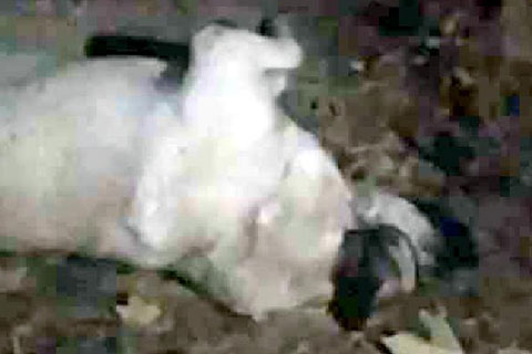 Köpek boğularak öldürüldü