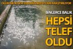 Alabalık tesisinde binlerce balık telef oldu