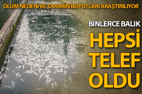 Alabalık tesisinde binlerce balık telef oldu