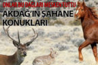 Akdağ’da yaban hayatı popülasyonu yüksek