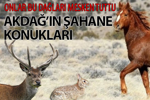 Akdağ’da yaban hayatı popülasyonu yüksek