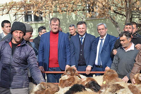 Özdemircili yetiştiriciye süt tipi damızlık