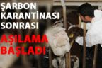 Çivril’de 4 mahallesinde şarbon hastalığına karşı aşılama başladı
