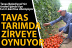 Tavas tarımda zirveye oynuyor