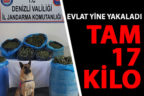 Jandarmadan Çal’da büyük uyuşturucu operasyonu