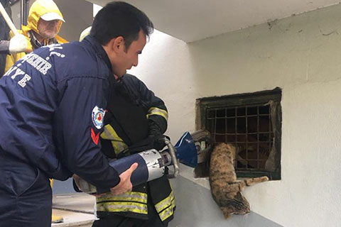 Afacan kediyi itfaiye kurtardı