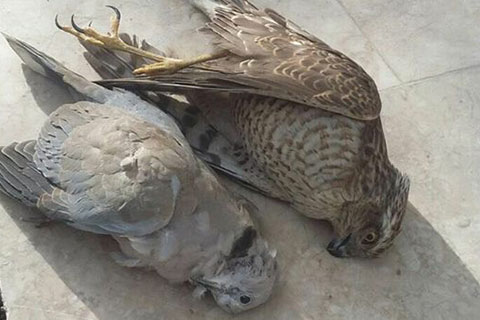 Avını yakalayan şahin hızını ayarlayamadı, cama çarptı