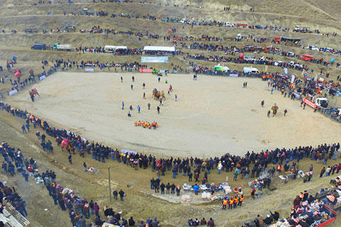 Deve Güreşi Festivali Başlıyor