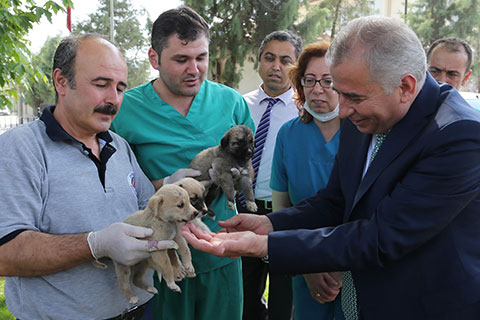 Sokak hayvanlarına kucak açtılar