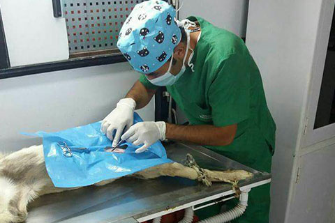 Çal’da 60 köpek kısırlaştırıldı