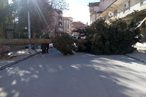 Çivril’de etkili olan fırtına ağaçları devirdi