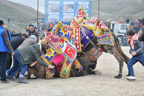 34. Geleneksel Sarayköy Deve Güreşleri Festivali nefes kesti