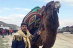 Denizli’de deve güreşi şenliği var
