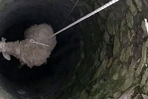 Su kuyusuna düşen koyunu itfaiye kurtardı