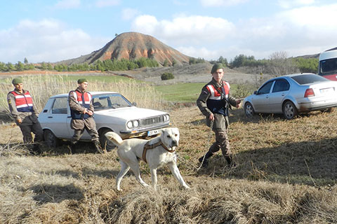 Köpek dövüşlerine jandarma baskını