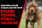 Şüpheliler polisin üzerine pitbull saldı, polis yaralandı