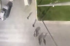 Suriyeli kadının çantasını çalan zanlı tutuklandı