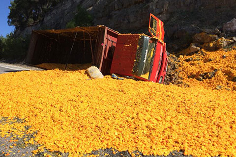 Portakal cibresi yola saçıldı