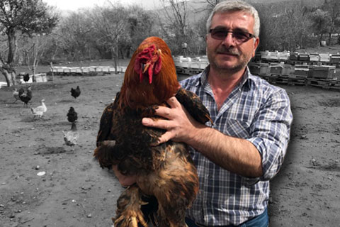 Kümes hırsızları özel ırkın peşinde