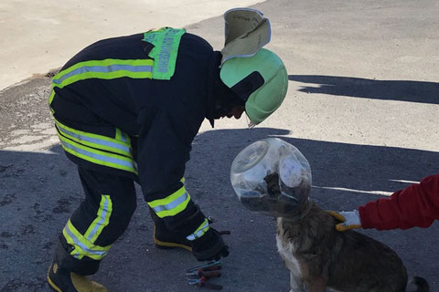 Başı plastik kavanoza sıkışan köpeği itfaiye kurtardı