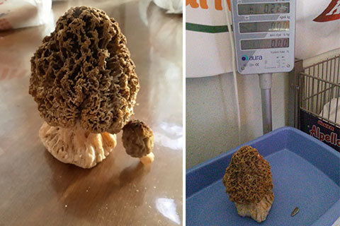 226 gram kuzu göbeği buldu, hem şaşırdı, hem şaşırttı