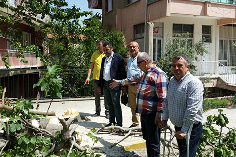 CHP’den ağaç katliamına sert tepki
