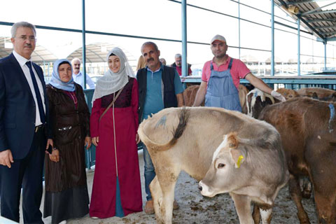 GENÇ ÇİFTÇİLERE BÜYÜKBAŞ HAYVAN DAĞITIMI BAŞLADI