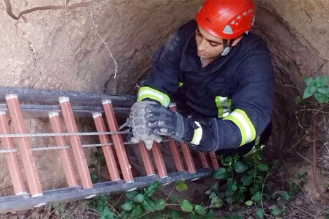 Denizli’de kaplumbağa ve kirpi kurtarma operasyonları