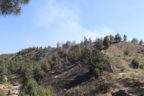 Mangal orman yaktı