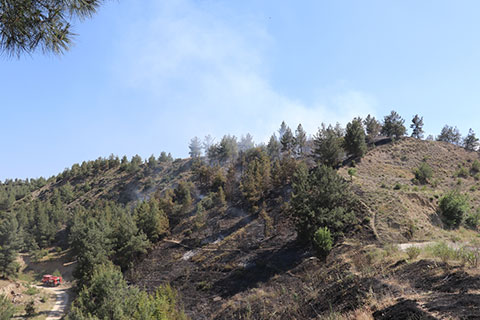 Mangal orman yaktı