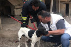 Köpeğin yardımına itfaiye koştu