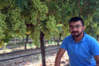 ÇAL’IN BAŞI YAPRAK PİRESİYLE BELADA