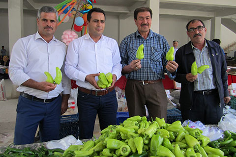Tescilli Kale biberi hasadı başladı