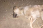 Çivril’de caniler köpeği kasten ezdi