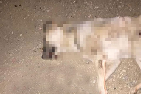 Çivril’de caniler köpeği kasten ezdi