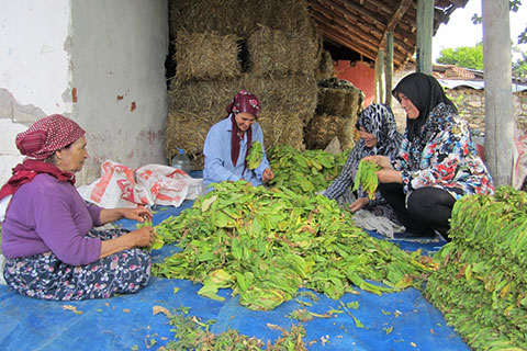 Kale’de tütün hasadı başladı