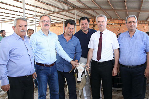 Tavas’da yetiştiriciye koç desteği