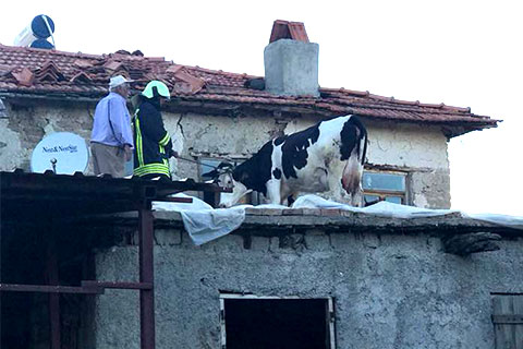 İnek damda mahsur kaldı