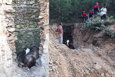 İtfaiyeden inek kurtarma operasyonu