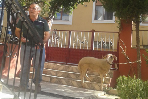Firari kurbanlığın sahibi aranıyor