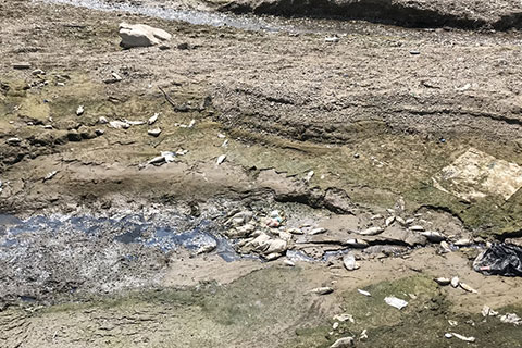 Gökpınar’da balık ölümleri araştırılıyor